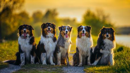 Australian Shepherd dogs wallpaper