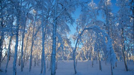 Snowy trees wallpaper