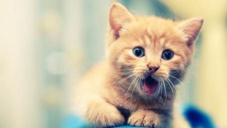 Adorable Ginger Kitten Expressing Surprise wallpaper