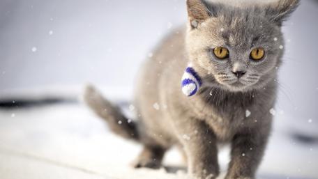 Charming Grey Cat in a Winter Wonderland wallpaper