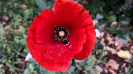 Vibrant Red Poppy in Bloom wallpaper