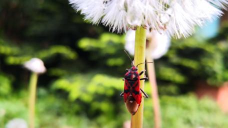 Vibrant Bug on Dandelion Flowering Plant wallpaper