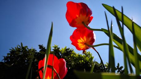 Vibrant Red Tulips Against a Clear Sky wallpaper