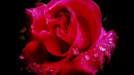 Red rose wallpaper
