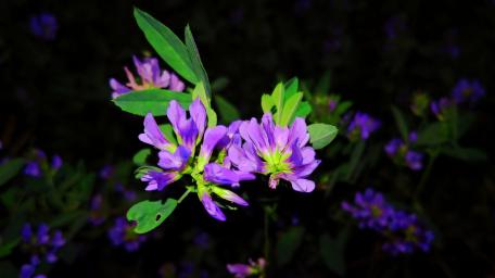 Enchanting Purple Blooms in Moonlight wallpaper