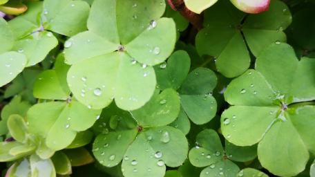 Clovers after rain wallpaper