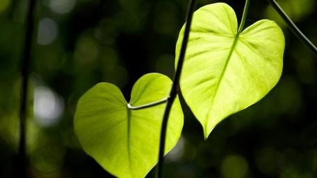 Green leaf wallpaper