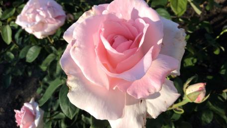 Elegant Pink Rose Blooming wallpaper