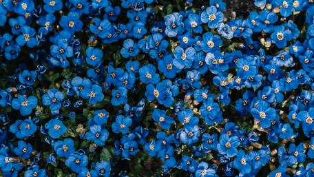 Vibrant Blue Blossoms in Blooming Paradise wallpaper
