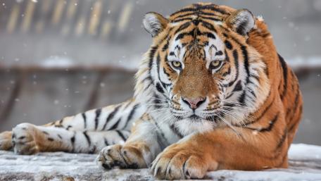 Majestic Tiger in Snowy Habitat wallpaper