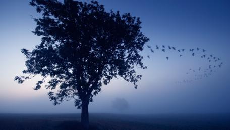 Lone tree in the mist wallpaper