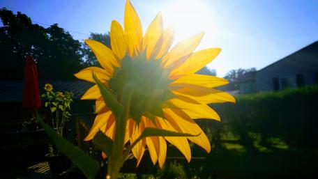 Sunflower wallpaper