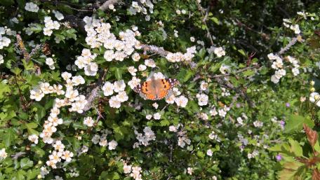 Colorful Butterfly Among Blossoming Flowers wallpaper