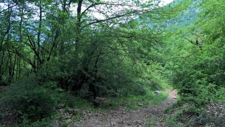 Green path wallpaper