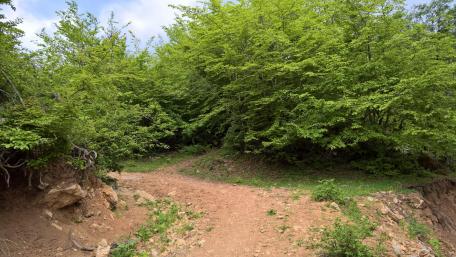 Lush Green Forest Pathway Exploring Nature's Serenity wallpaper