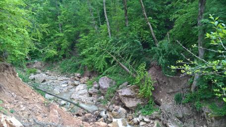 Serene Forest Stream Amidst Lush Greenery wallpaper