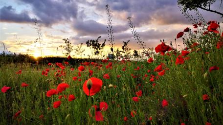 Poppy field wallpaper