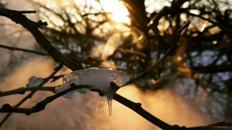 Frosty winter wallpaper