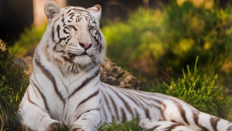 Beautiful white tiger wallpaper