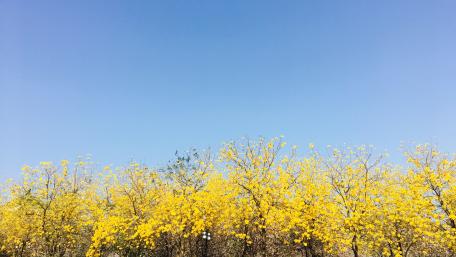 Vibrant Yellow Trees Against a Clear Blue Sky wallpaper