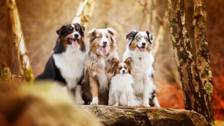 Australian Shepherd dogs in a forest wallpaper