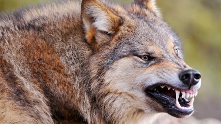 Anger wolf wallpaper