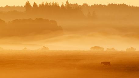 Golden Misty Hills with a Lone Horse wallpaper