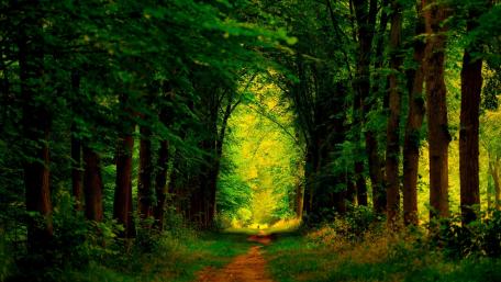 Enchanted Green Forest Path wallpaper