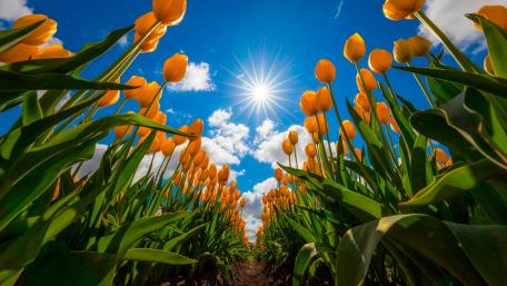 Yellow tulip field wallpaper