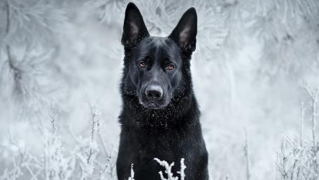 Black German Shepherd in the hoary white nature wallpaper