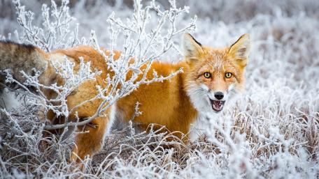 Hoarfrost and Red Fox in Winter Wonderland wallpaper