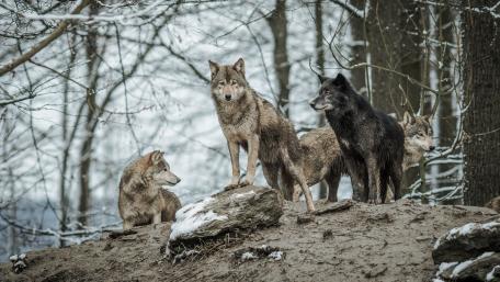 Pack of wolves in the winter forest wallpaper