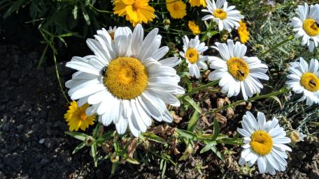 Daisies in Vibrant Bloom wallpaper