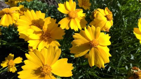 Bright Yellow Flowers in Full Bloom Displaying Nature's Beauty wallpaper