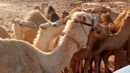 Camels in Their Natural Habitat wallpaper