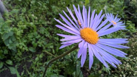 Vibrant Purple Blossom with Intriguing Insect Detail wallpaper