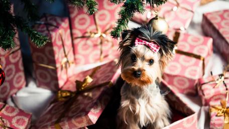 Yorkshire Terrier for Christmas wallpaper