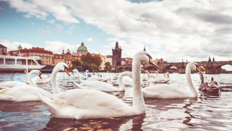 White swans on the Vltava river in Prague wallpaper
