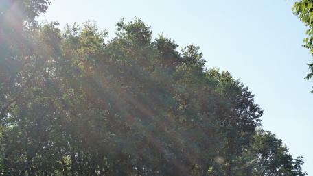 Sunlit Canopy Above Bright Blue Sky wallpaper