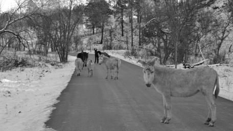 Custer Donkey Herd wallpaper