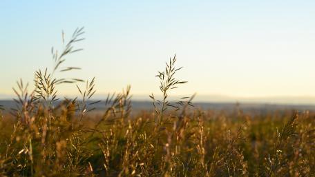 Green Grasses wallpaper