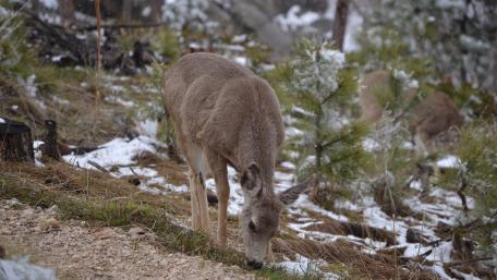 Winter Deer wallpaper