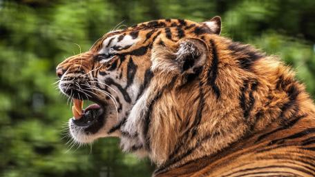 Tiger profile view wallpaper