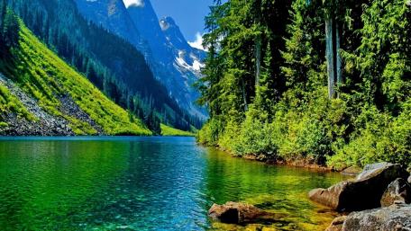 Green Tranquility by the Lake wallpaper