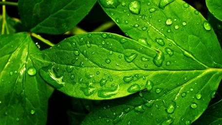 Green Leaves Adorned with Dewy Drops wallpaper