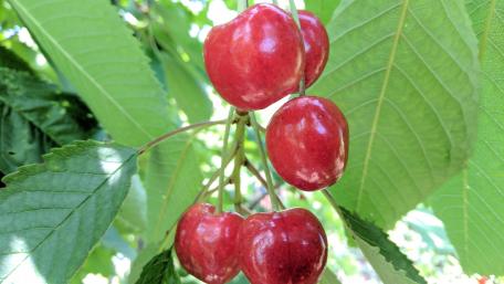 Refreshing Red Cherries on a Lush Green Background wallpaper