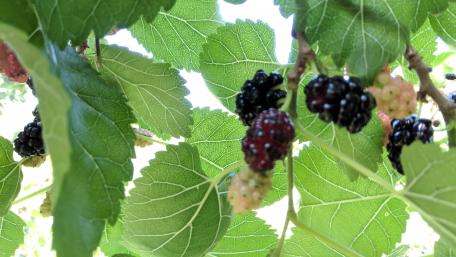 Vibrant Mulberry Branches Under Sunlight wallpaper