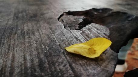 Dry Leaf wallpaper