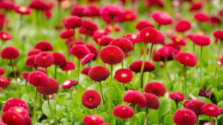 Dark pink daisy wallpaper