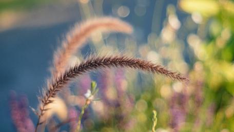 Bokeh grass wallpaper
